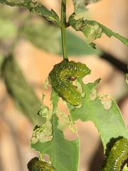 Adurgoa gonagra
