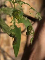 Adurgoa gonagra