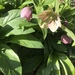 Helleborus orientalis - Photo (c) laurabankey, algunos derechos reservados (CC BY-NC), subido por laurabankey
