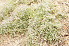 Thymus longicaulis chaubardii