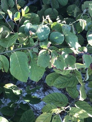 Dalbergia ecastaphyllum