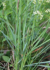 Calamagrostis caucasica