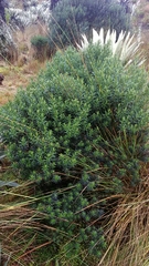 Pentacalia