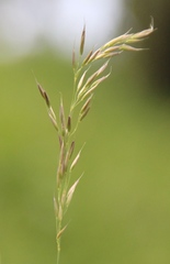 Calamagrostis caucasica