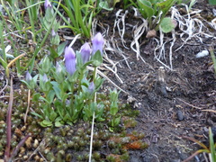 Gentianella propinqua