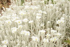 Cerastium candidissimum