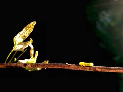 Adurgoa gonagra