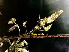 Adurgoa gonagra