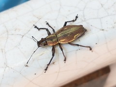 Naupactus xanthographus