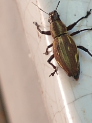 Naupactus xanthographus