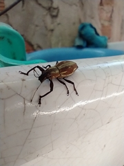 Naupactus xanthographus
