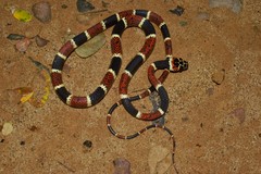 Rhinobothryum bovallii