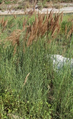Calamagrostis pseudophragmites