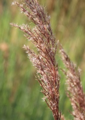 Calamagrostis pseudophragmites