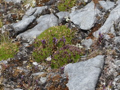 Gentianella propinqua