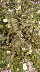 Alkanna corcyrensis