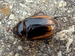 Ancognatha ustulata