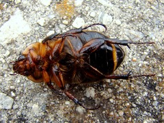 Ancognatha ustulata