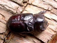 Heterogomphus dilaticollis