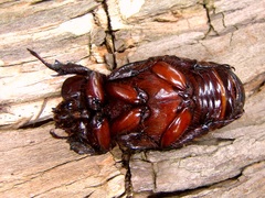 Heterogomphus dilaticollis