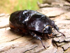 Heterogomphus dilaticollis