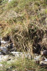 Calamagrostis pseudophragmites