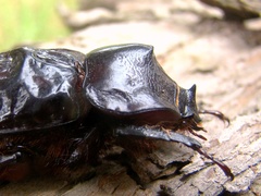 Heterogomphus dilaticollis