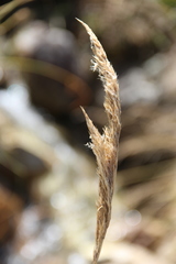 Calamagrostis pseudophragmites