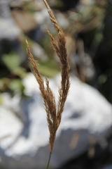Calamagrostis pseudophragmites