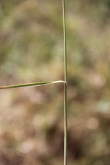 Calamagrostis pseudophragmites