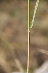 Calamagrostis pseudophragmites