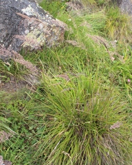 Calamagrostis teberdensis