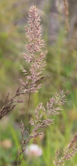 Calamagrostis teberdensis