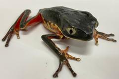 Phyllomedusa distincta