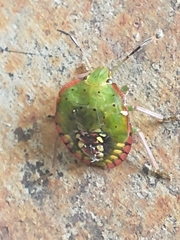 Nezara viridula