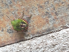 Nezara viridula