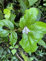 Turuptiana