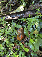 Megalobulimus popelairianus