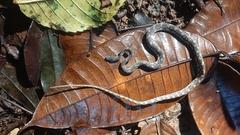 Nothopsis rugosus