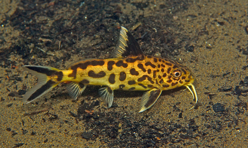 Cuckoo catfish (Synodontis multipunctatus) — Mochokidae — 4