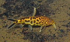 Synodontis grandiops