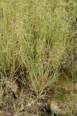 Catabrosella variegata
