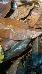 Nothopsis rugosus