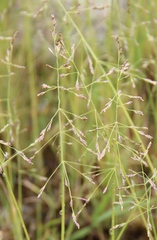 Catabrosella variegata