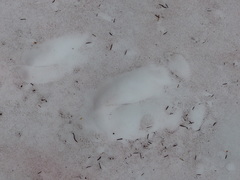 Chlamydomonas nivalis