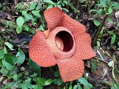 Rafflesia arnoldii