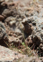 Colpodium versicolor