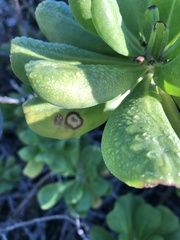 Mycosphaerella scaevolae