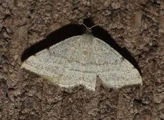 Taeniogramma octolineata