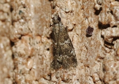 Alpheioides parvulalis